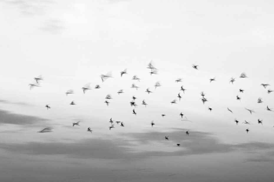 Fotografia em preto e branco de pássaros em voo no céu, simbolizando liberdade e movimento, representando a busca pela superação pessoal.