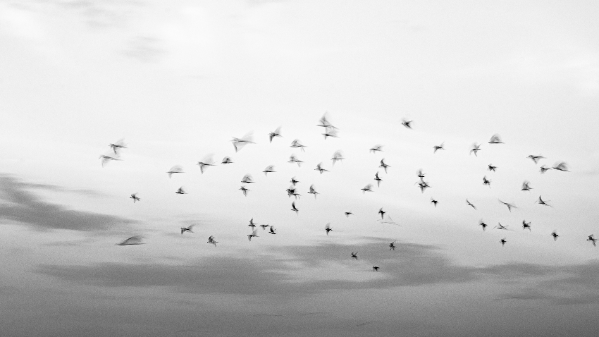 Fotografia em preto e branco de pássaros em voo no céu, simbolizando liberdade e movimento, representando a busca pela superação pessoal.